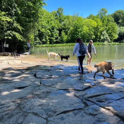 Dog Beach at Prospect Park photo 1